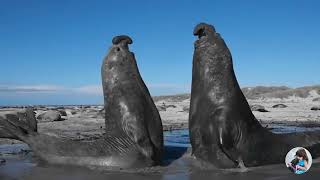 Walrus fight to the death  walrus fighting [upl. by Dacia]