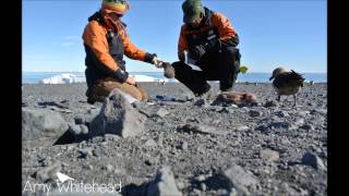 Adélie penguin for lunch [upl. by Melanie]