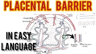 Placental Barrier anatomy  structure and function by Lokesh dhiman  Short lecture tutorial [upl. by Eissej570]