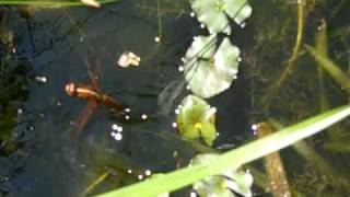 Dragonfly laying eggs in a pond [upl. by Reinald]