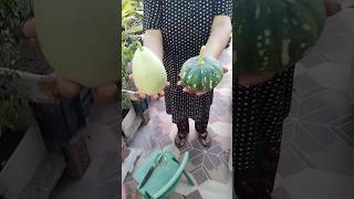 Harvesting of bottle gourd and pumpkin food gardening terracegarden [upl. by Austen]