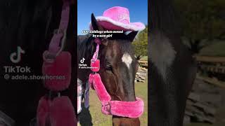 POV Geldings when owned by girly girls 😍😍 horse showjumping horseriding horsegirls [upl. by Bronson945]