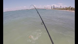 Florida Road Trip 2  Wading Biscayne Bay for Bonefish Barracuda and more [upl. by Amesari]