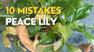 STOP Killing Your Peace Lily  10 Mistakes and How to Fix Them [upl. by Clive885]