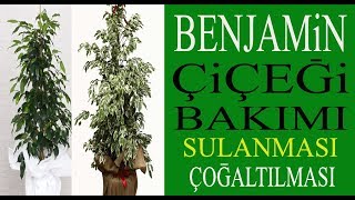 Benjamin çiçeğinin bakımı sulanması toprak değişimi ve çoğaltılması Benjamina fovers [upl. by Eenal37]