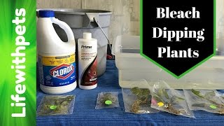 How to Bleach Dip Aquarium Plants [upl. by Kentigera256]