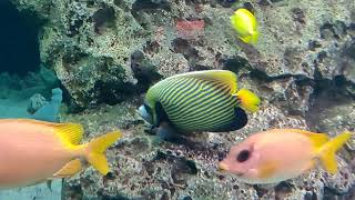 Longhorn Cowfish  Colorful Reef Fish At Georgia Aquarium [upl. by Hilliary340]