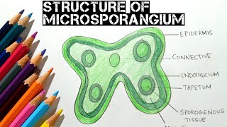 Drawing transverse section of young anther microsporangium structure class12 Biology [upl. by Norga]