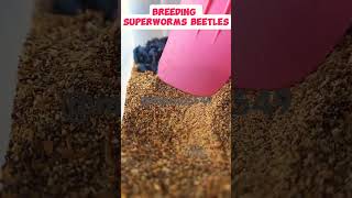 Breeding superworms beetles beetles pupae insects superworm farm breed [upl. by Olympias]