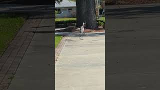 Sandhill Crane Pair Mated for Life Saunter on Sidewalk to Live Oak at Solary Park Oviedo Florida [upl. by Alemac]