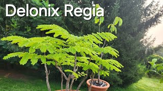 Planters Choice Bonsai Starter Kit  Flame tree and much more [upl. by Schoenburg]