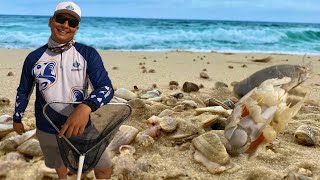 DICA DE COMO PEGAR ARMAZENAR E ISCAR AS TATUÍRAS NA PESCARIA DE PRAIA [upl. by Barling541]