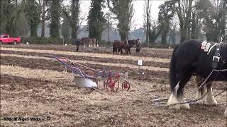 Mullahead Ploughing Match 2018 [upl. by Annoyt]