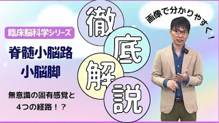 【☑︎上小脳脚？中小脳脚？】脊髄小脳路の役割とは！？脳画像読解からリハビリまで [upl. by Fogel]