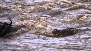 Twenty Foot Nile Crocodile Attacks Brindled Blue Wildebeest [upl. by Oiracam]