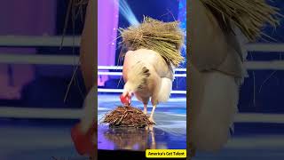 Giant old hen laying eggs on stage！巨大老母雞居然在台上下蛋！ステージで卵を産む巨大な老鶏 agt funny ai americangottalent [upl. by Monahon]