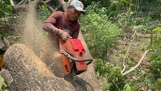 Husqvarna 3120xp Vs Stihl ms 881 chainsaw ‼️ [upl. by Nate]