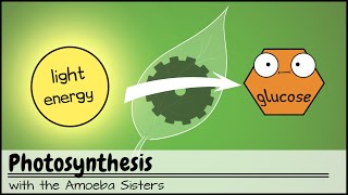 Photosynthesis UPDATED [upl. by Atnuhs]