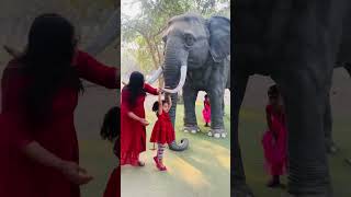 Aru elephant giraffe p baith k Dar se Gir gai 😱😭  mini vlog [upl. by Mensch]