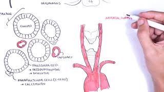 Thyroid Gland Anatomy  embryology blood supply venous drainage innervation histology [upl. by Cope]