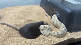 Various Venomous Snakes Strike Reaction to mice quotinstant deathquot [upl. by Vonny]