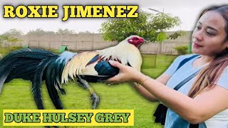 ROXIE JIMENEZ NG TARLAC  DUKE HULSEY GREY  QUALITY GAMEFOWL IN THE PHILIPPINES [upl. by Ellevart]