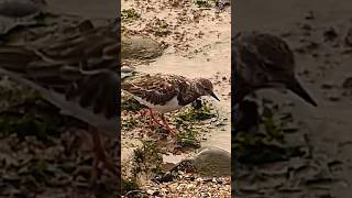 Speedy turnstone [upl. by Essa]