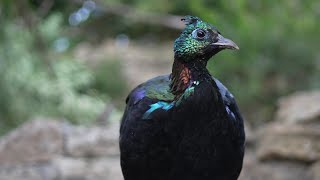 himalayan monalImpeyan pheasantglossy pheasant himalaya GlanzfasanRostschwanz GlanzfasanDanphe [upl. by Alludba]