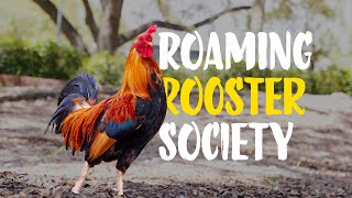 Ybor City Roaming Rooster Society [upl. by Garwood]