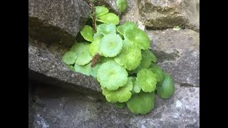 Pennywort Wall Pennywort Navelwort Penny Pies Umbilicus rupestris [upl. by Ojimmas]