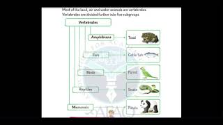 VERTEBRATES and INVERTEBRATES  Grade 3  AFAQ Sun Series [upl. by Alita]