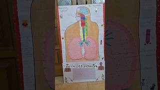 Easy respiratory system model youtubeshorts [upl. by Storer125]