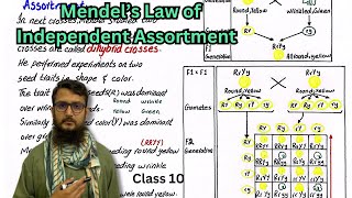 Mendel’s Law of Independent Assortment  class 10 [upl. by Eilime807]