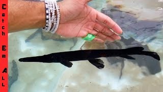 RAREST 100 BLACK GAR rare HIGH PRICED black fish [upl. by Tidwell654]