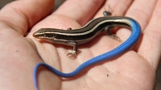 Juvenile Bluetailed Western Skink  Reptiles of BC [upl. by Skier]