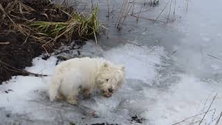 West Higland White Terrier Westie Bobby Winter Lake [upl. by Ojadnama706]