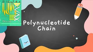 Structure of Polynucleotide Chain  Class 12 [upl. by Housum764]