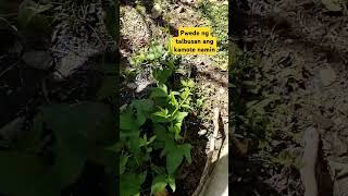 talbos kamoteshortvideo garden gardening [upl. by Allenotna216]