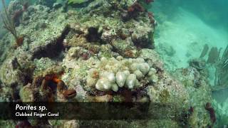 Porites porites  Clubbed Finger Coral [upl. by Baer]