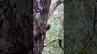 What this bird doing youtubeshorts birdwatching shorts birdwatch [upl. by Sonitnatsnoc]