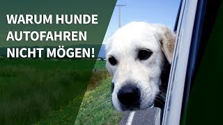 Hund Auto  Warum Hunde Autofahren nicht mögen [upl. by Esorlatsyrc]