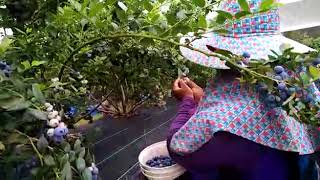 FRESH DARI LADANG  Kerja di Australia  Petik Blueberry [upl. by Capon640]