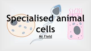 GCSE Biology 02  Specialised animal cells [upl. by Melodee]