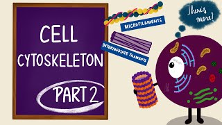 Cell Cytoskeleton  Part 2  Microfilaments and Intermediate Filaments  Cell Biology [upl. by Oirrad]