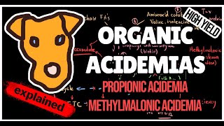 Organic acidemias Mechanism of Methylmalonic and Propionic acidemias for Step 1 [upl. by Helaine648]