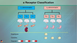 Alpha Adrenergic Receptors Alpha1 amp Alpha2 [upl. by Arodal469]