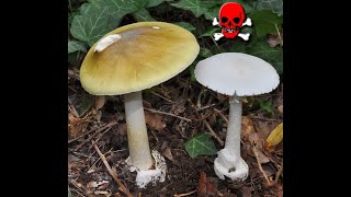 Top 5 des champignons les plus venimeux [upl. by Anirehtac]