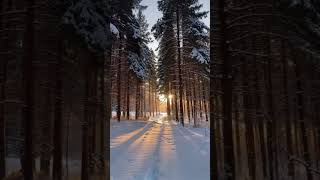 Sunrise Over Snowy Pines beautiful nature naturelovers sunrise snowy pines [upl. by Nniroc]