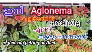 Aglonema plant propagation Best fertilizer for Aglonemas [upl. by Eesac128]