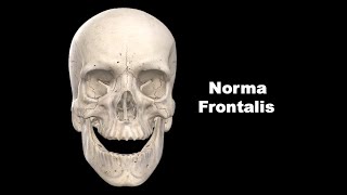 Norma Frontalis Anatomy mbbs bds education [upl. by Michal]